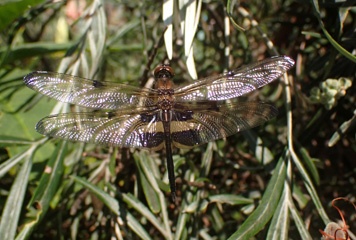 PA280690a.JPG